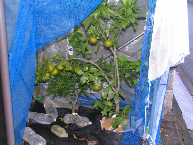 IMG_0004　　　青島温州(2年生)後方が西南のひかり(今年はお休み)です。